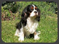 Quilymon Inquisitive Scamp